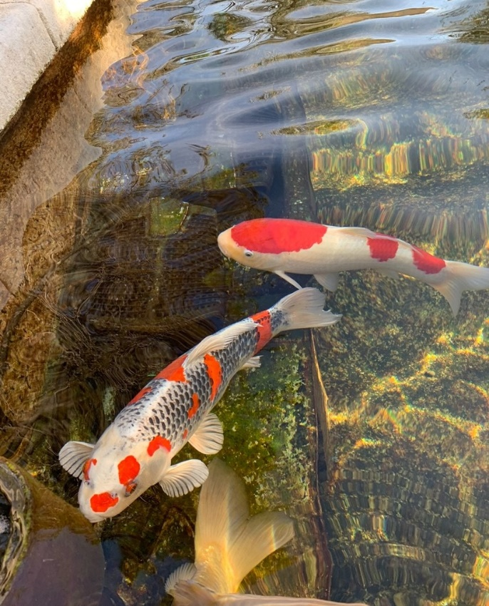 Hard Water Pool Treatment: Healthier Koi, Cleaner Ponds, Fewer Headaches