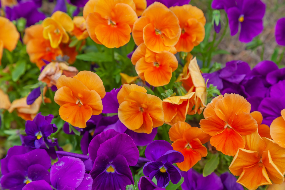 Sweden Pansy Trial Shows Magnetic Water Supercharges Flower Growth