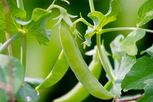 Unlocking Seed Potential: Sweden Scientific Trials Show Magnetically Treated Water Supercharges Sugar Snap Pea Germination!